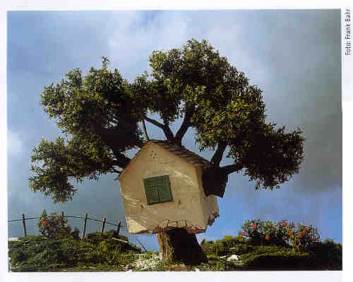 Bild eines wachsenden Hauses (Baum wächst in Haus und hebt es vom Boden)